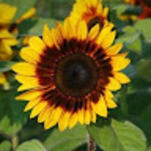 Meet your Posher, Angelina